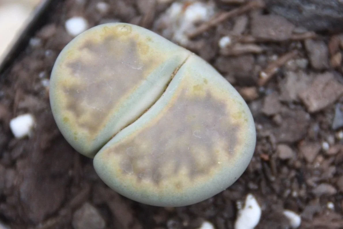 Lithops Living Stone
