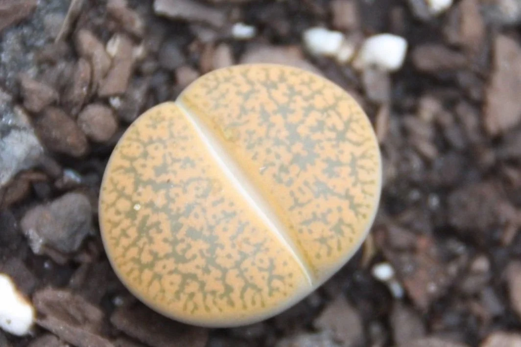 Lithops Living Stone