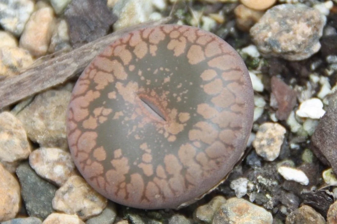 Lithops Living Stone