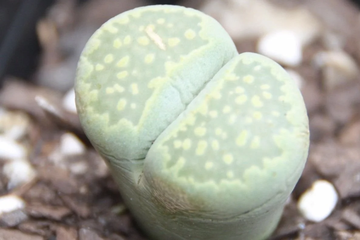 Lithops Living Stone