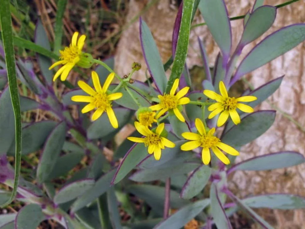 Vertical Leaf Senecio.jfif