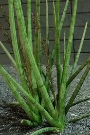 Sansevieria Cylindrica