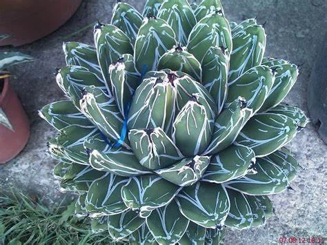 Agave Victoria Reginae