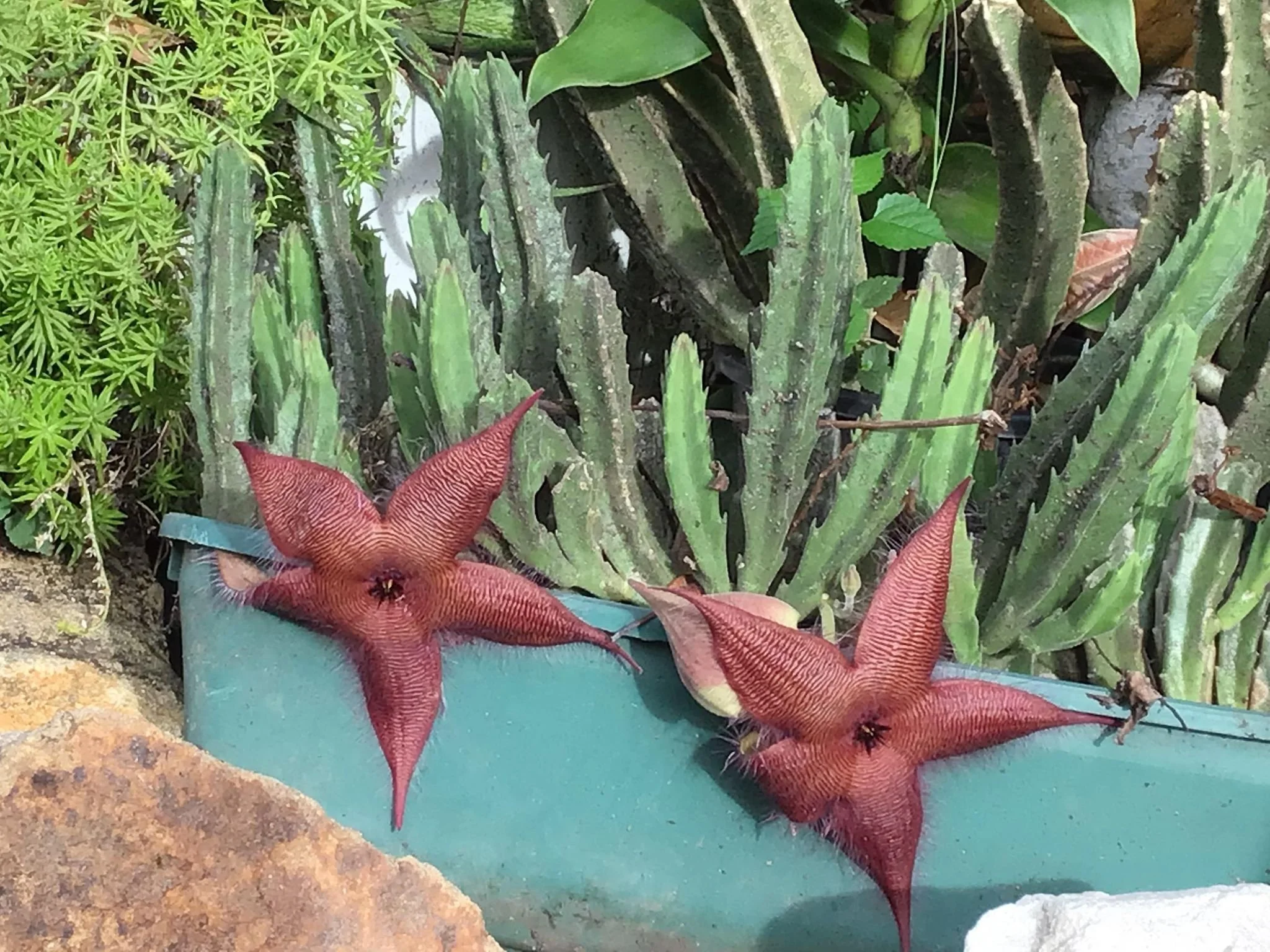 Pack of 9 Starfish Succulent