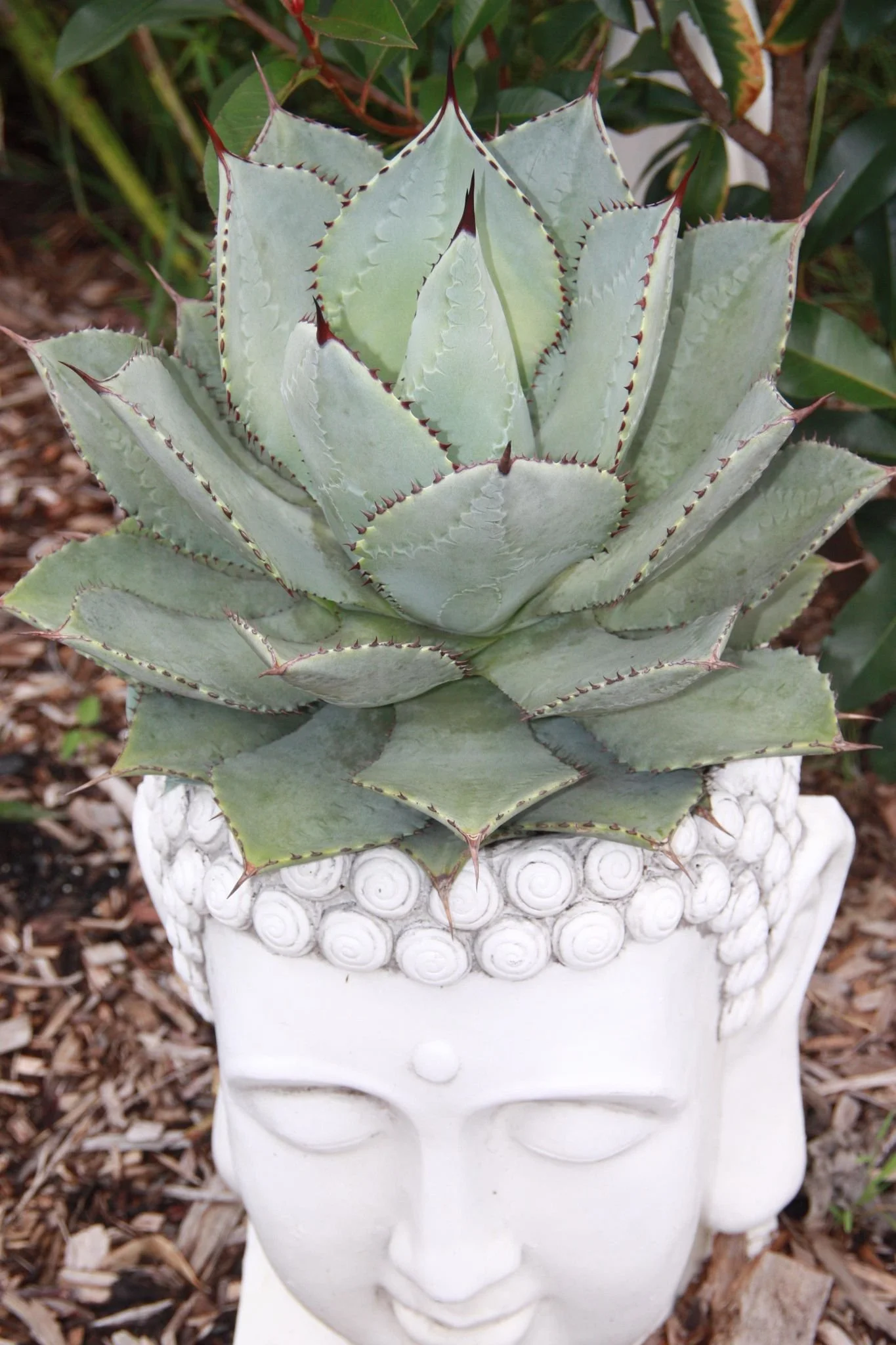 Agave Pygmae Dragon Toes  Manning Valley Succulent Garden
