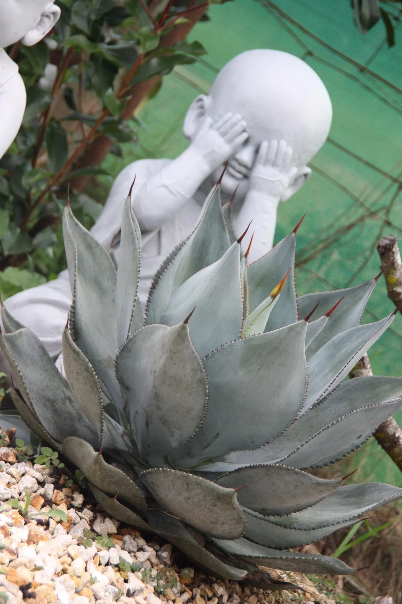 Agave Dragon Toes Fine Tooth Form  Manning Valley Succulent Garden