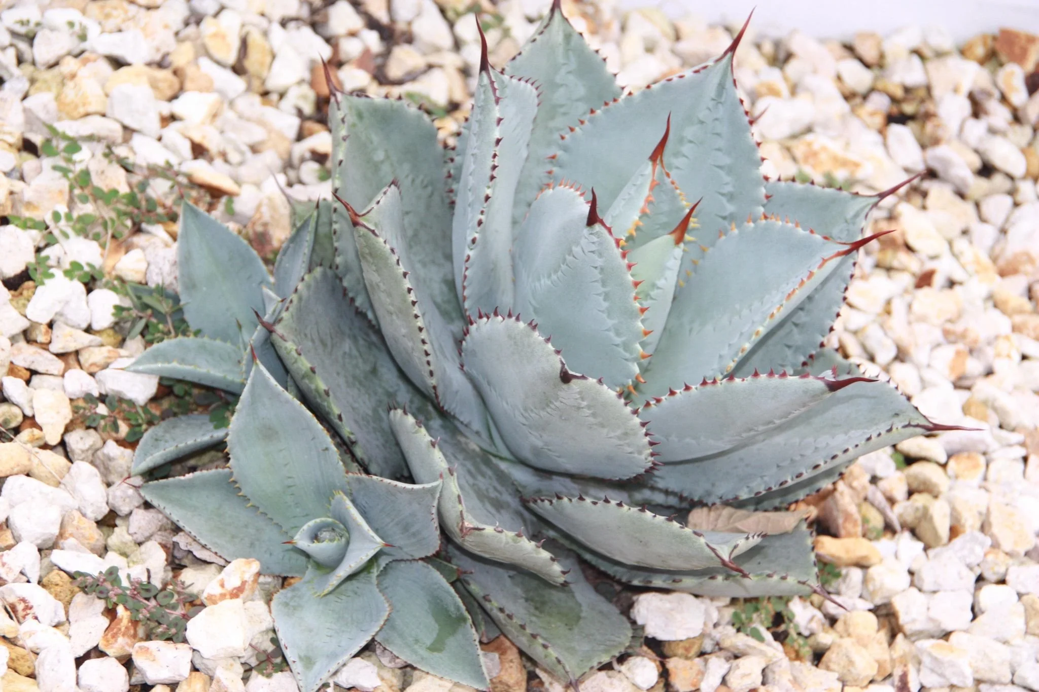 Agave Pygmae Dragon Toes