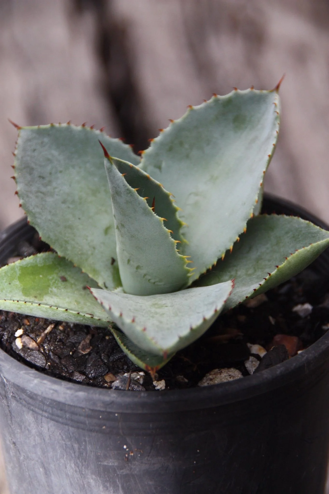Agave Pygmae Dragon Toes