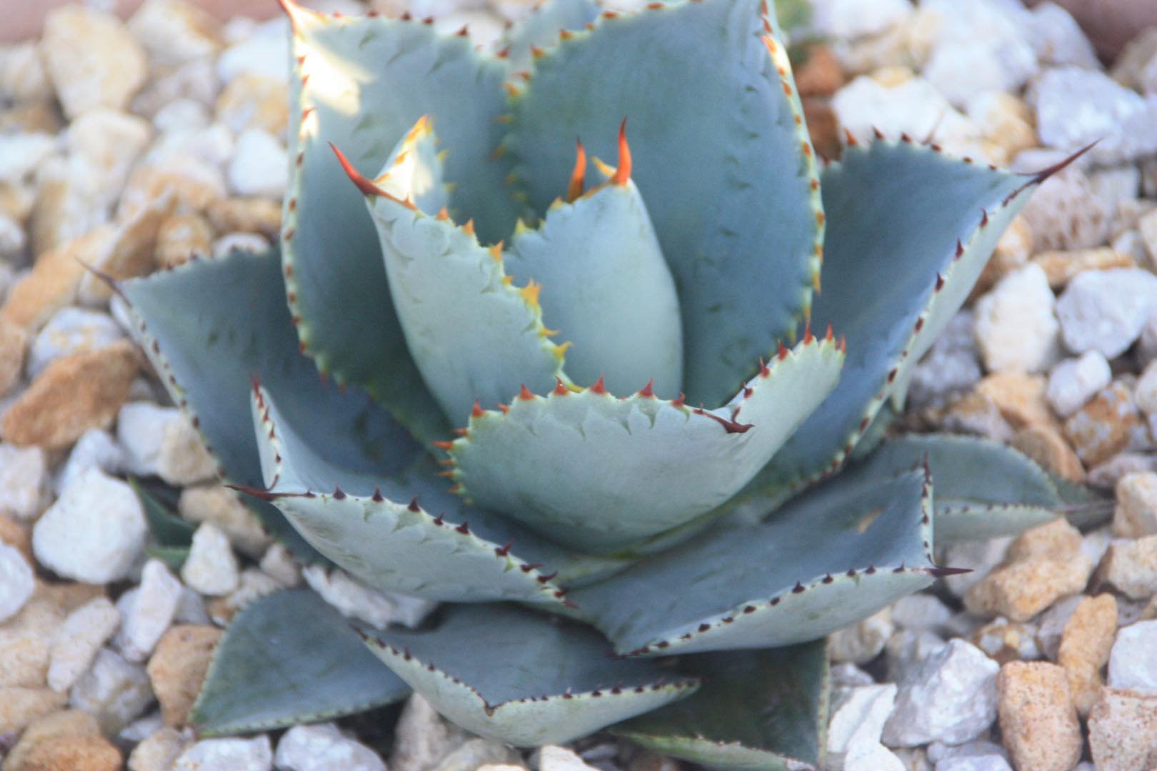 Agave Pygmae Dragon Toes