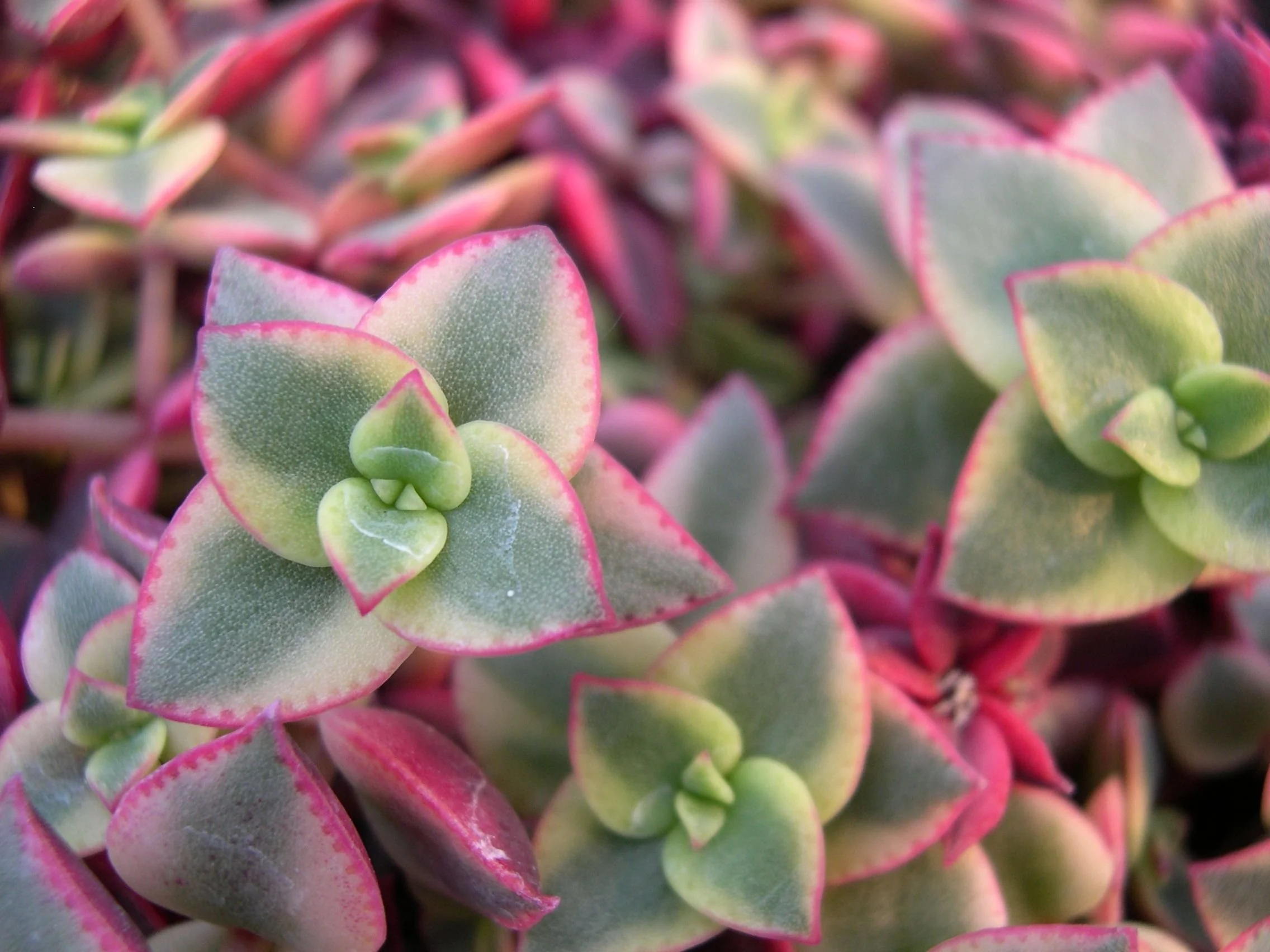 Crassula Pellucida Marginalis "Isabella" Variegata  Manning Valley  Succulent Garden