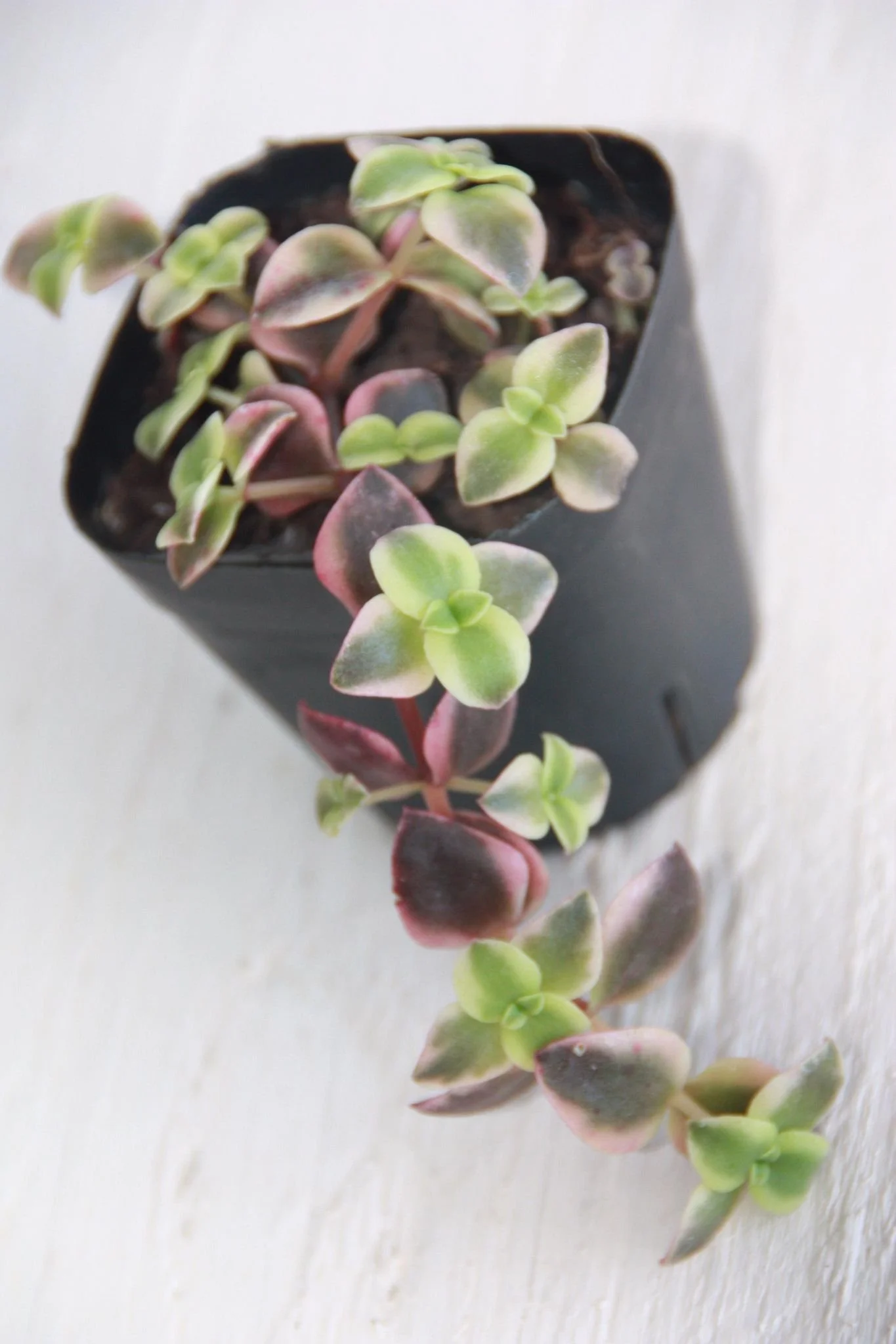 POWERS TO FLOWERS - CRASSULA PELLUCIDA MARGINALIS IN VASO CERAMICA NERO OPACO, pianta vera - Powers to flowers - piante e fiori
