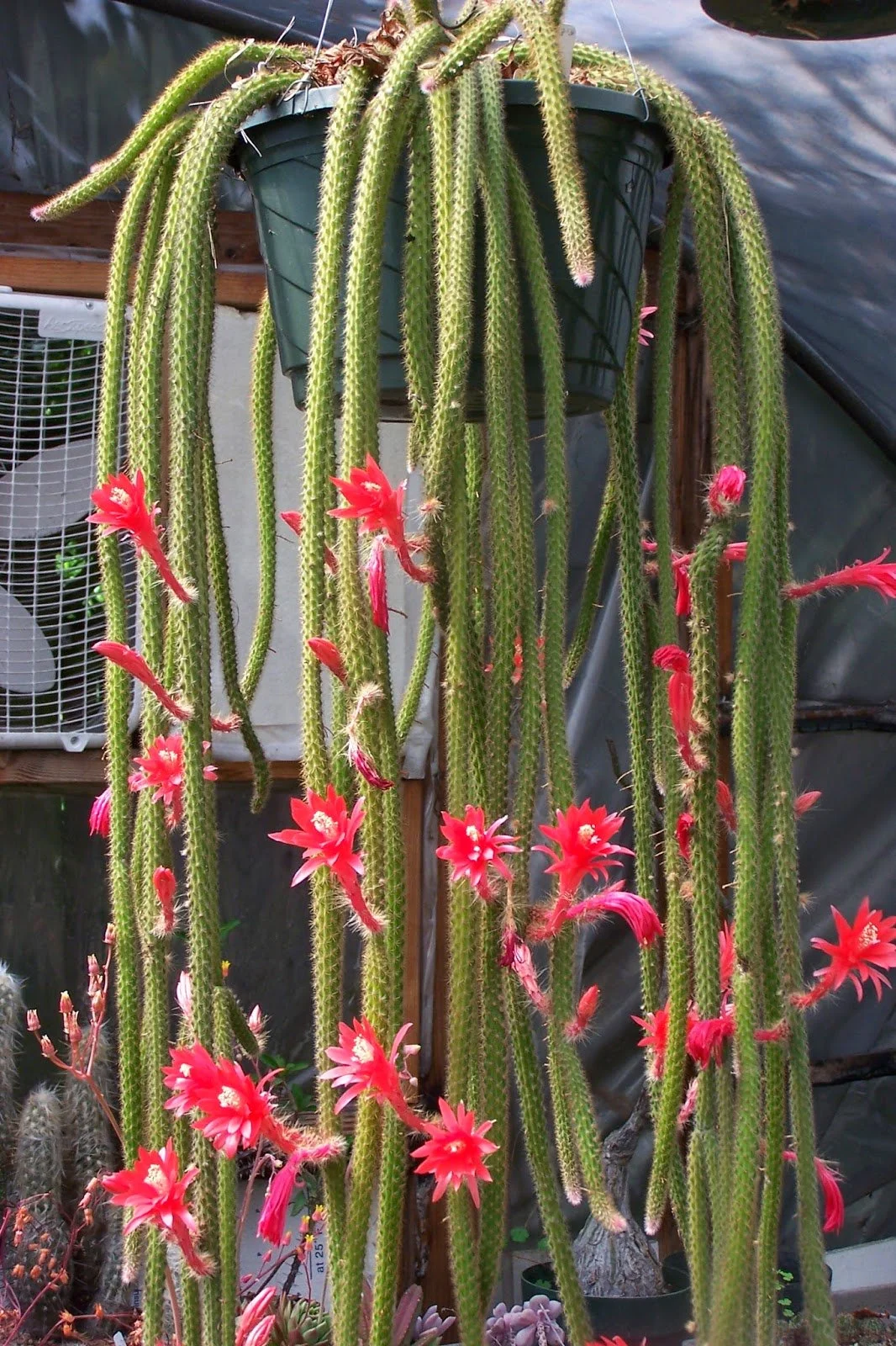 Aporocactus Flagelliformi "Rat Tail Cactus"  Manning Valley Succulent  Garden