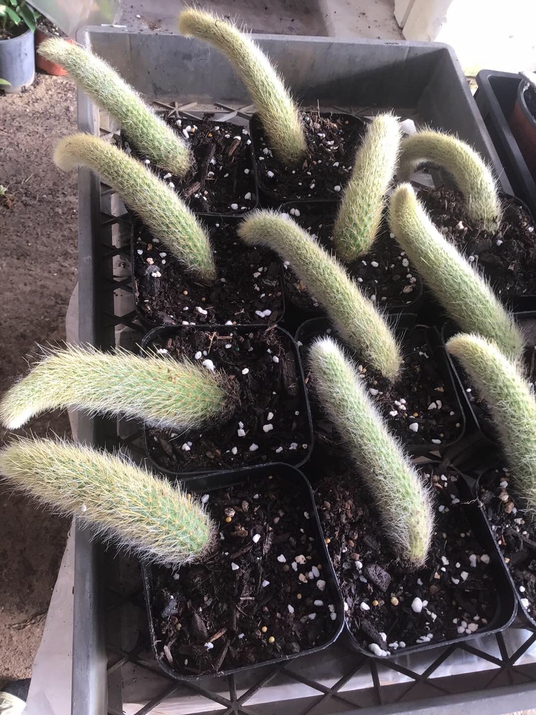 Cleistocactus Winteri aka. "Monkey Tail Cactus"