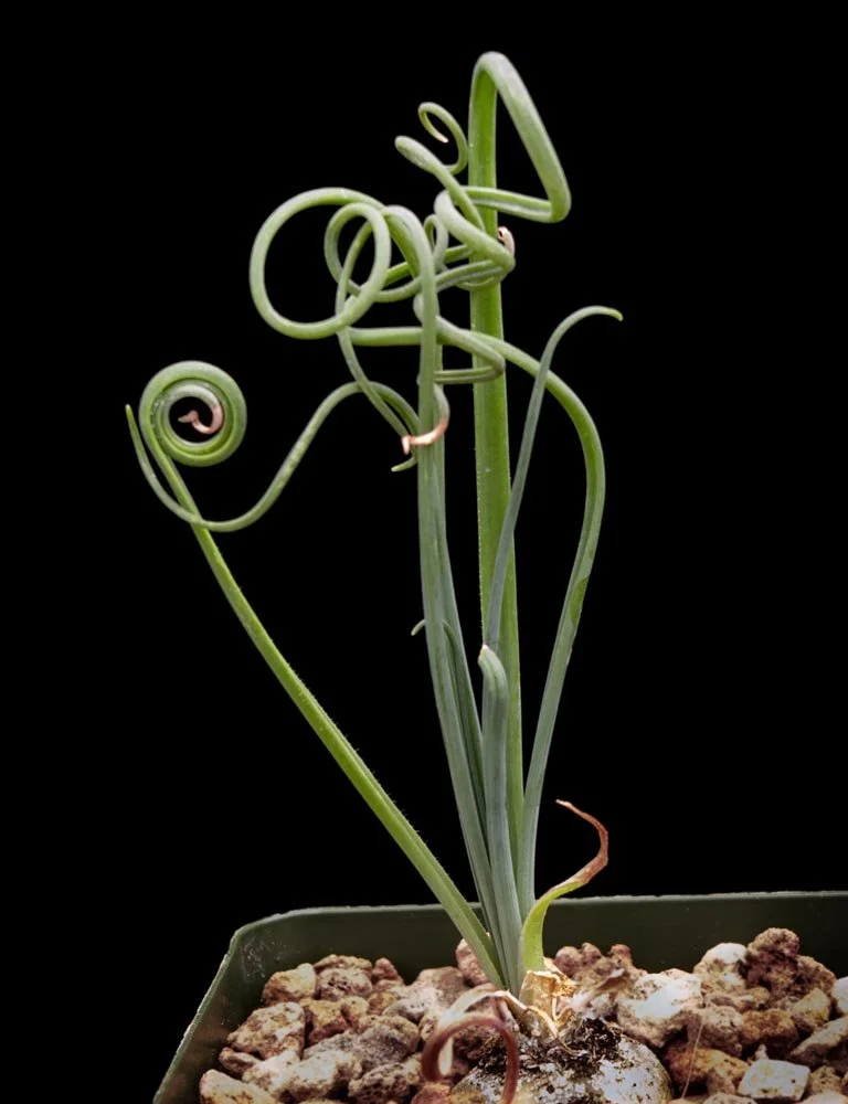 Albuca Spiral