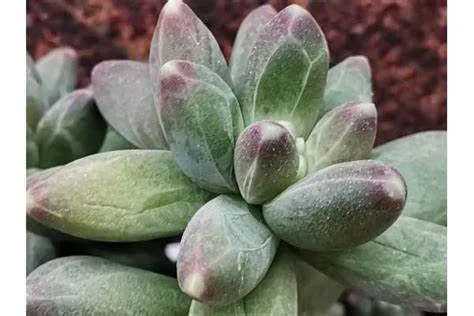 Pachyphytum Chieseled Stone