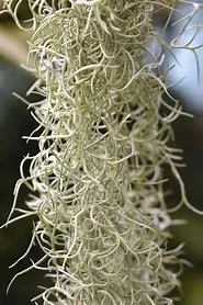 Spanish Moss aka "Old Man's Beard"