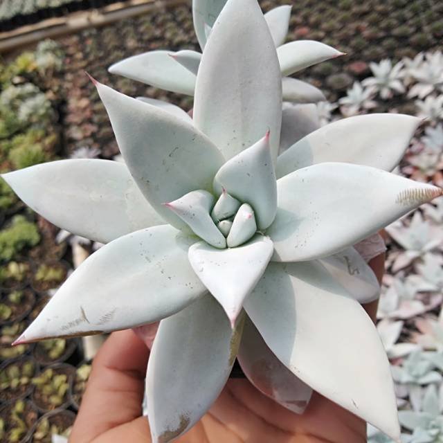 Echeveria Mexican Giant