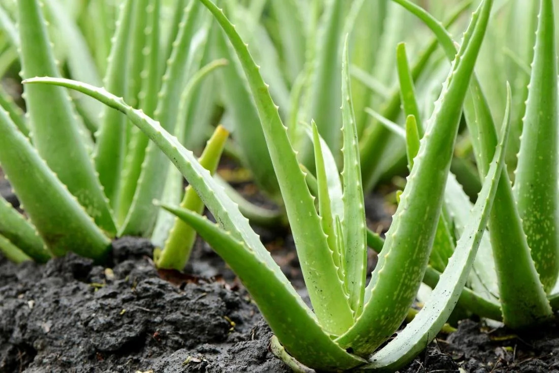 Aloe Mini White  Manning Valley Succulent Garden