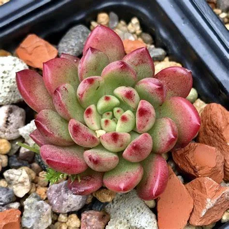 Graptoveria Pink Ruby