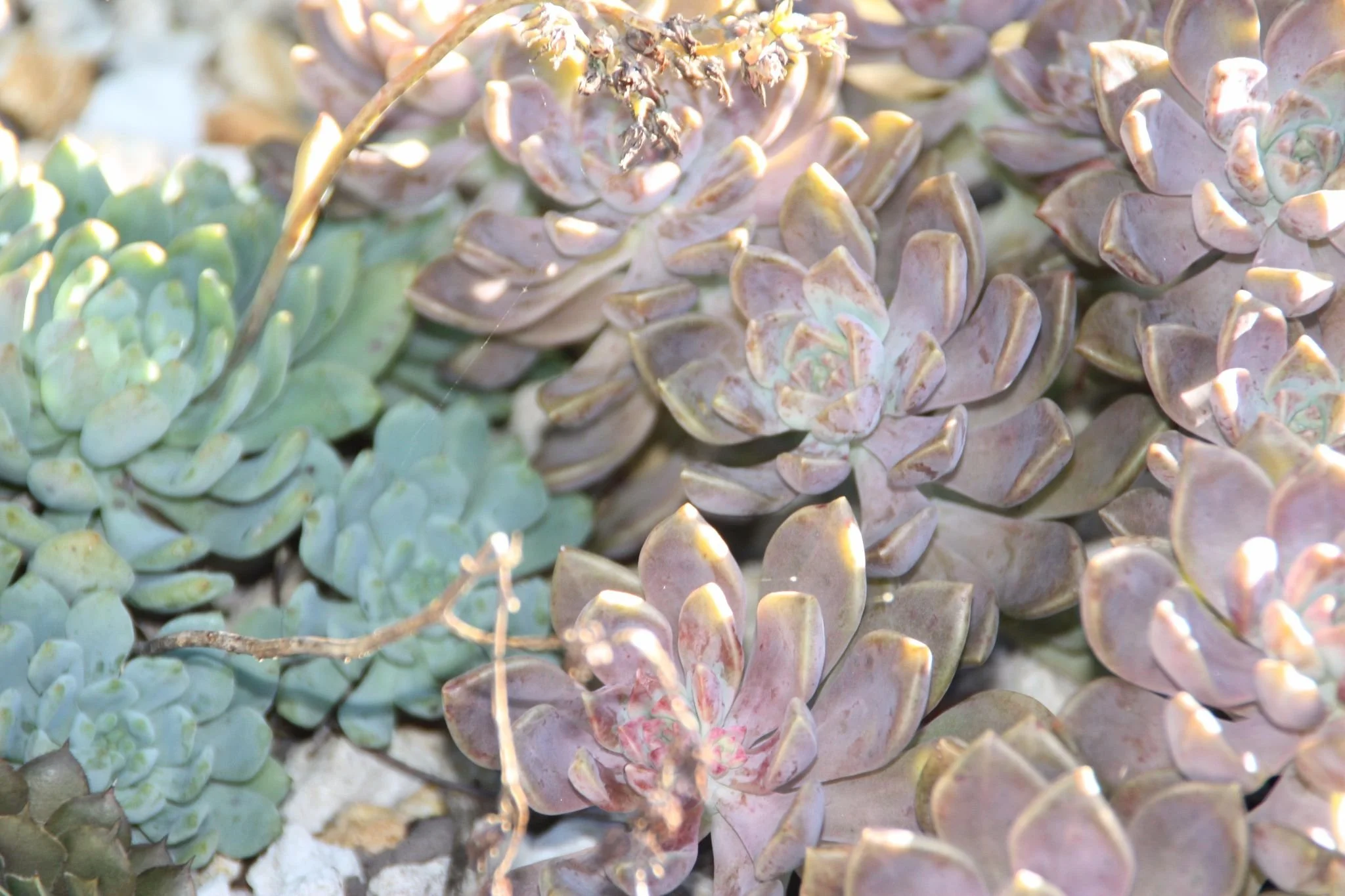 Graptoveria Rose queen 6.jpg