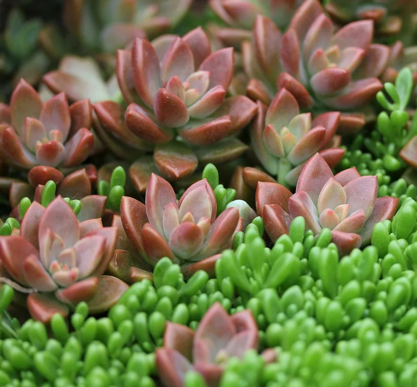 Graptosedum Bronze.jfif
