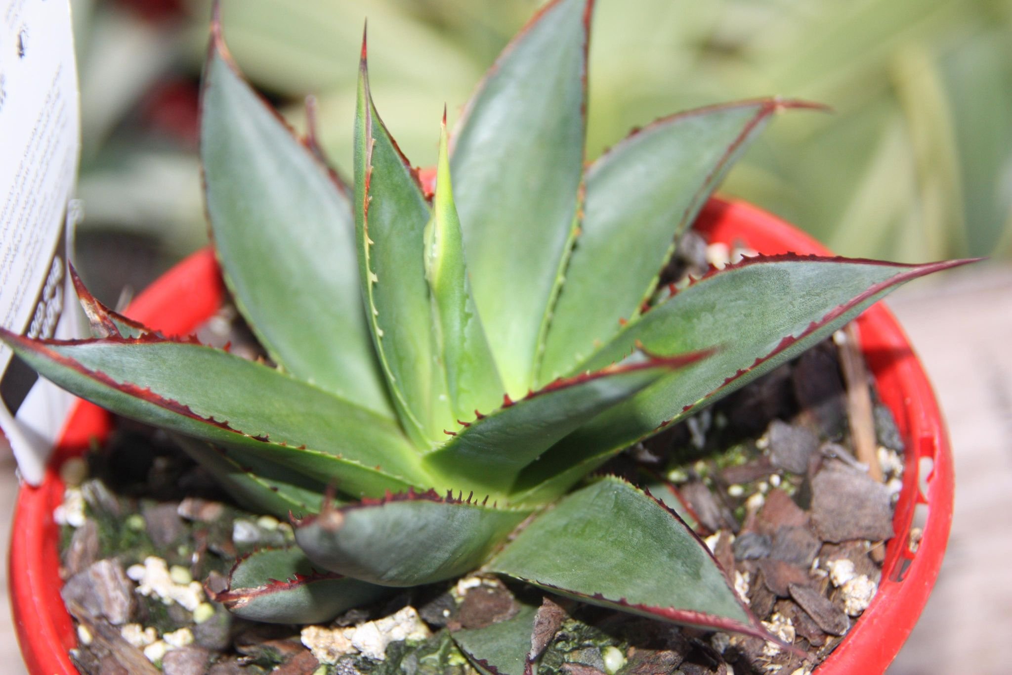 Agave Blue Glow