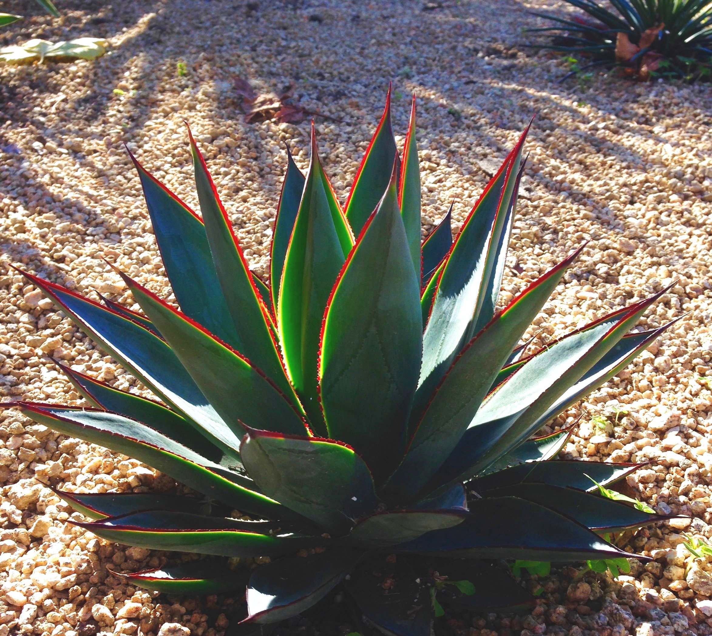 Agave Blue Glow