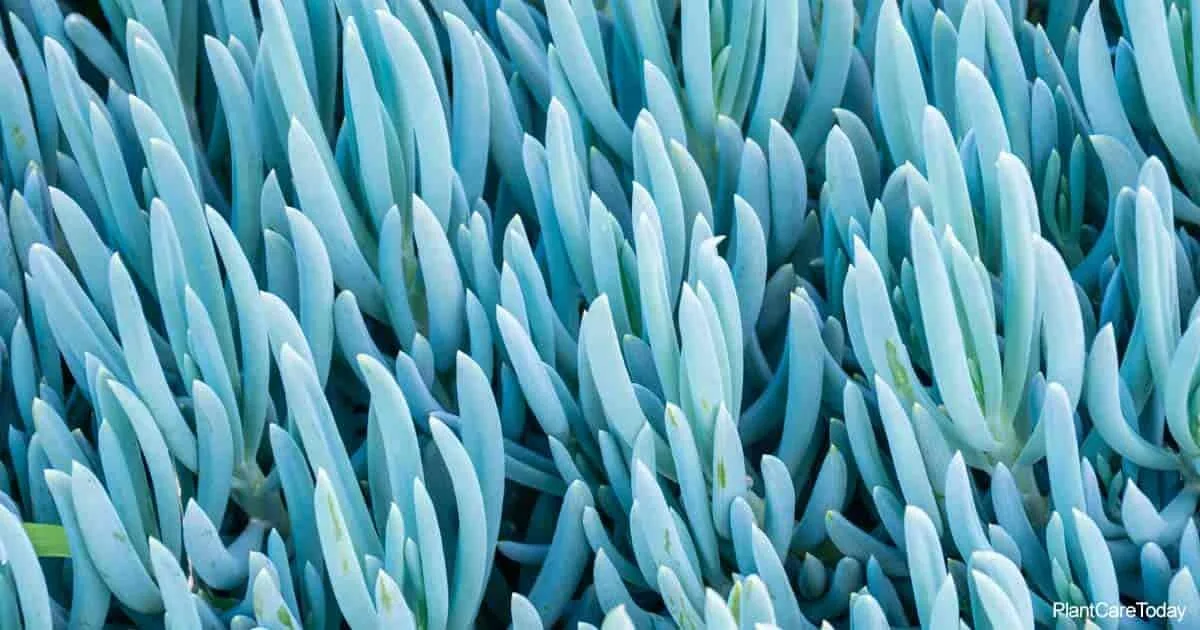 Senecio Mandraliscae Blue Chalk Sticks