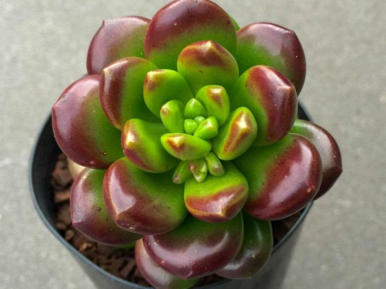 Sedum Lucidum Giant Jelly Bean