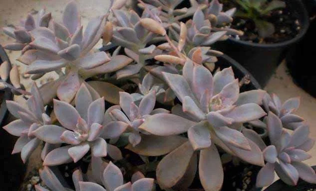Graptoveria Rose Queen