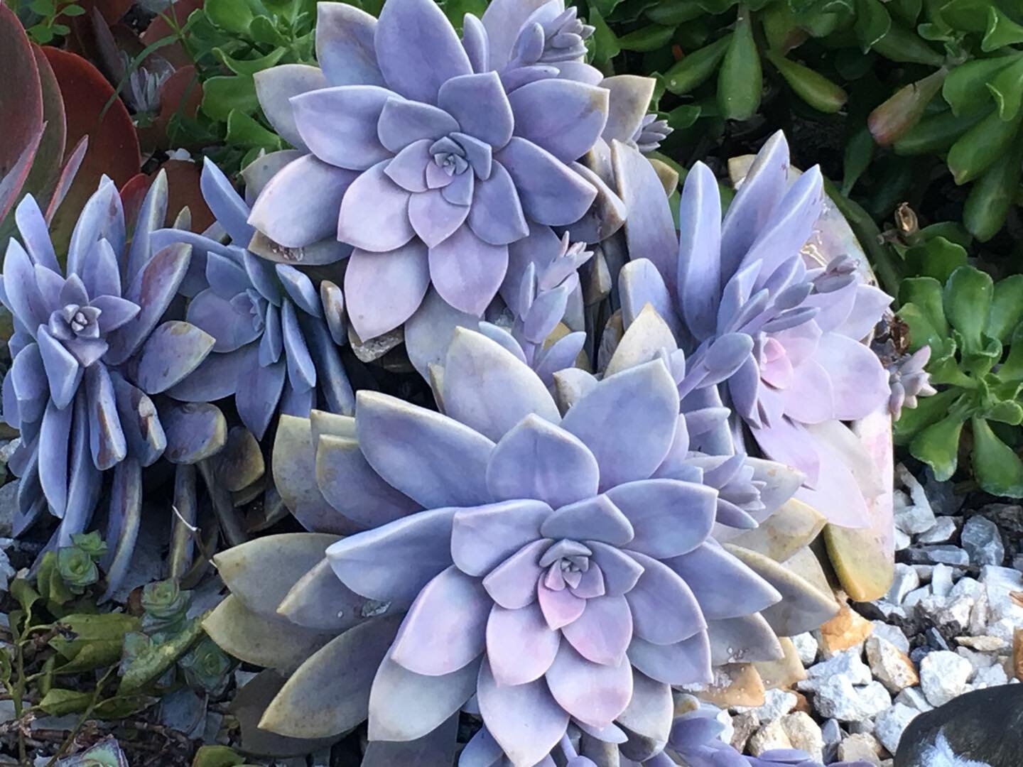 Graptopetalum Pentandrum Superbum