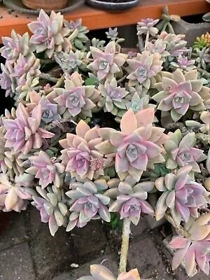 Graptopetalum Paraguaynese Ghost Plant