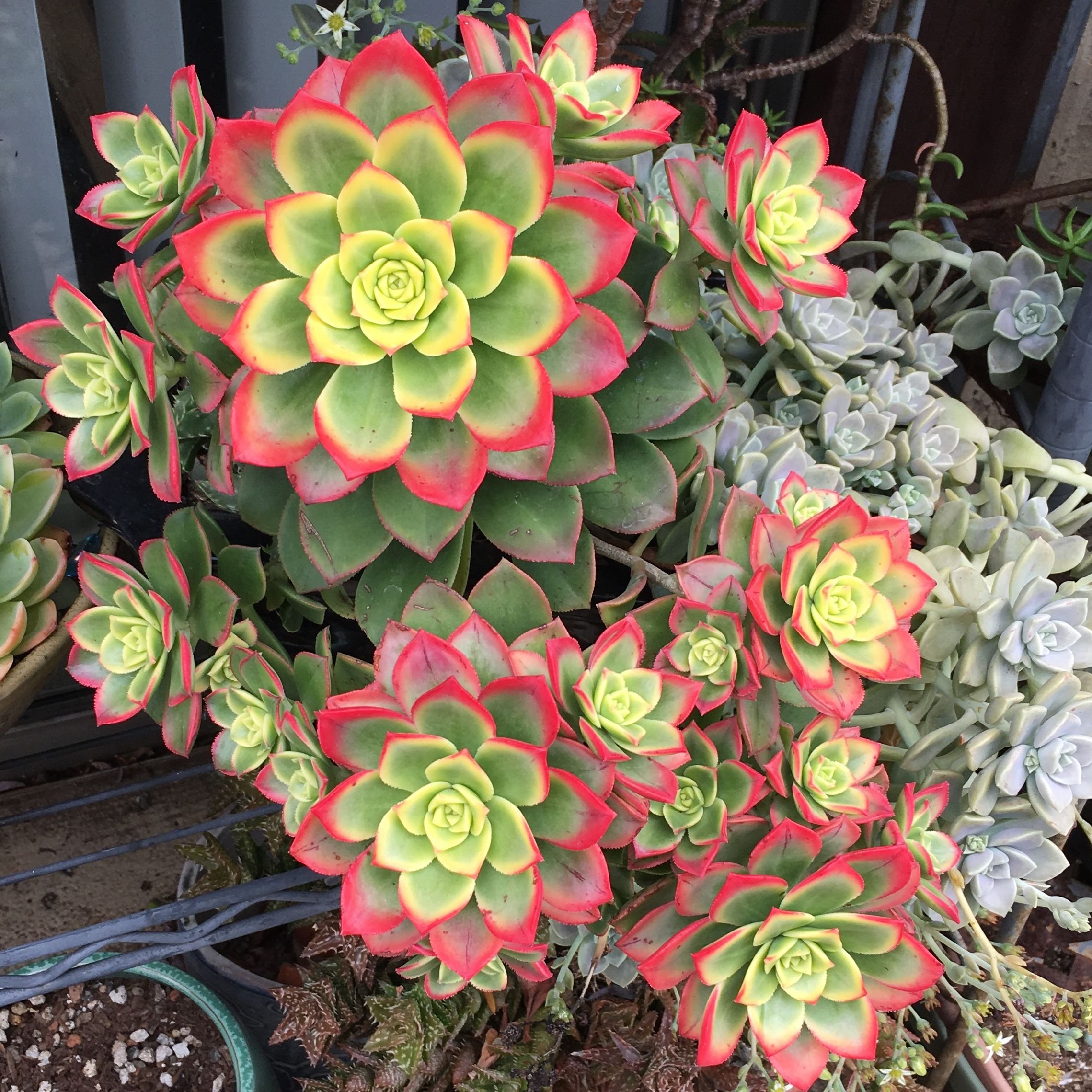 Aeonium Kiwi  Manning Valley Succulent Garden
