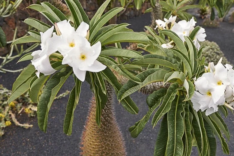 Pachypodium Lamerei aka. Madagascar Palm