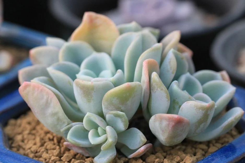 Pachyveria Orpet