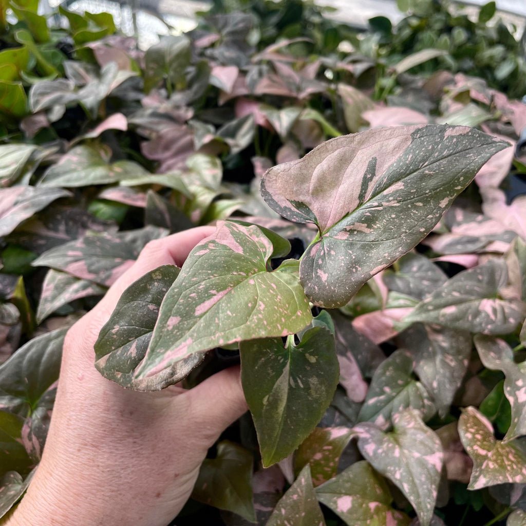 Syngonium Red Spot