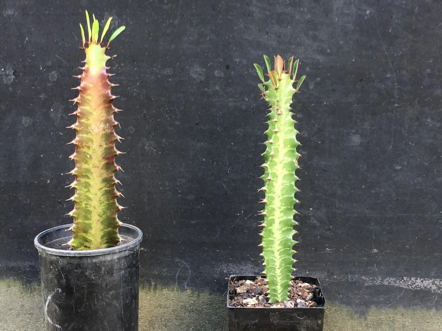 Synadenium Grantii (African Milkbush) - Rare Exotic Succulent Cactus Plant, 4" Size