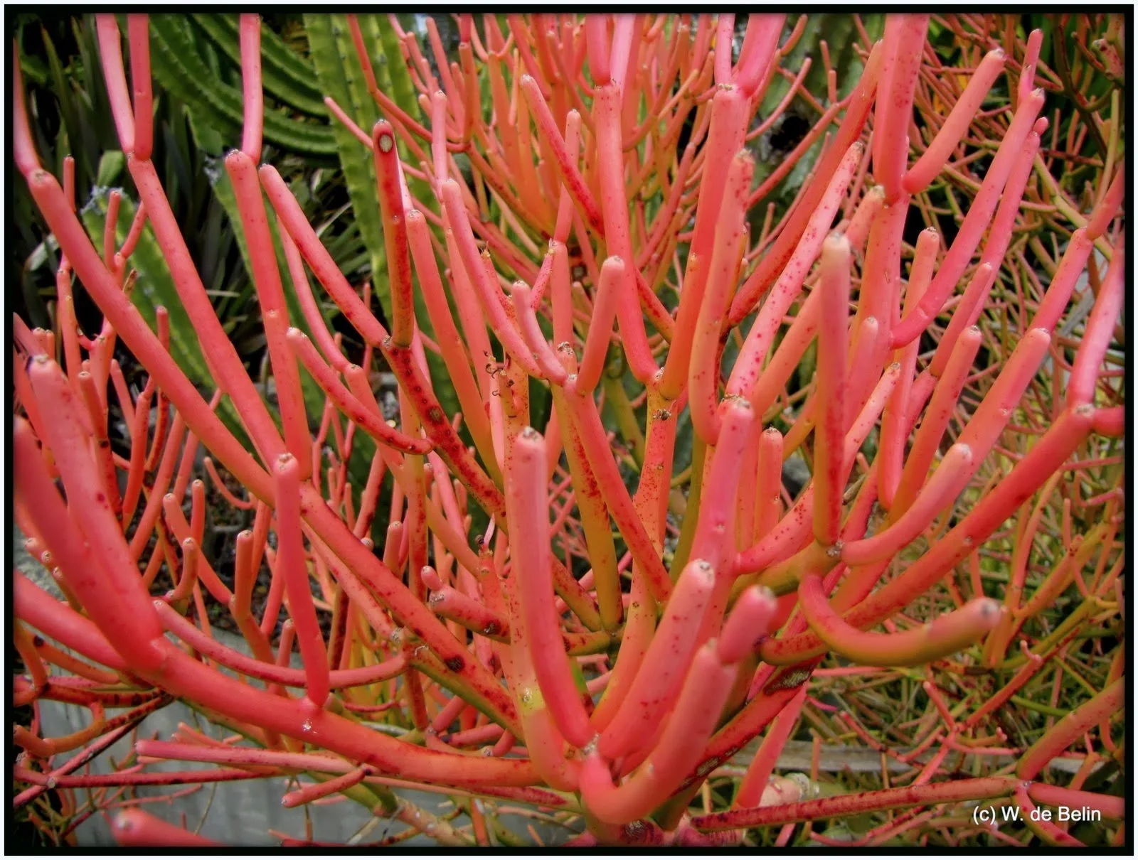 Euphorbia Tirucalli Rosea Firestick