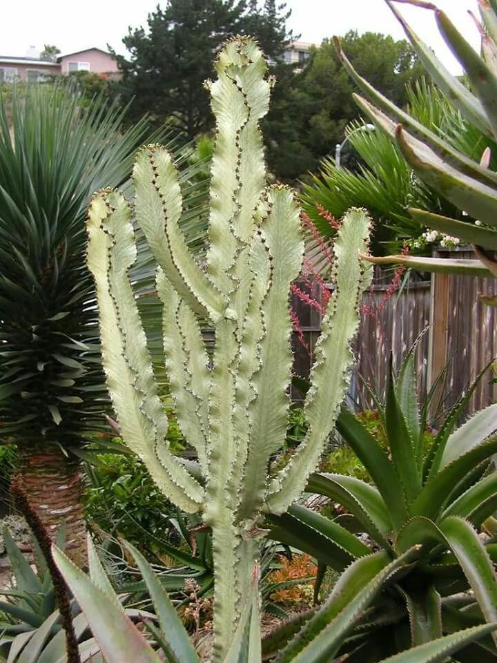 Euphorbia Ammak "African Candelabra"