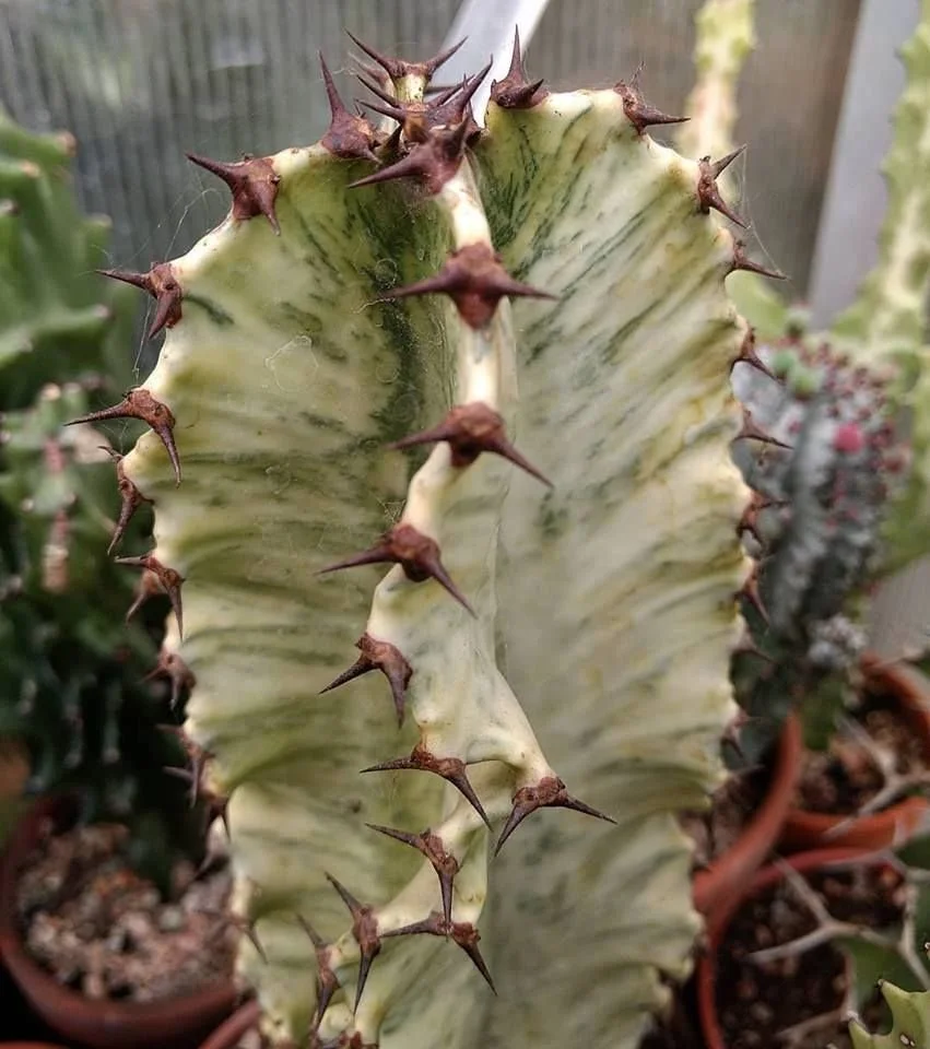 Euphorbia Ammak "African Candelabra"