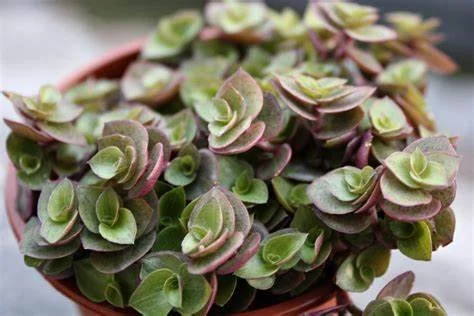 Callisia Repens "Turtle Vine"