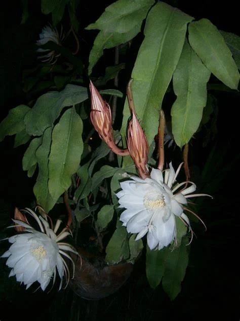 Epiphyllum Oxypetalum aka. "Queen of the Night"