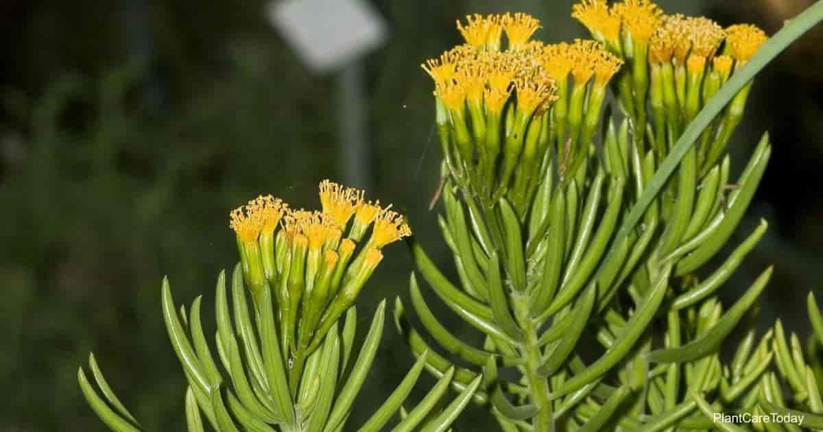 Senecio Barbertonicus "Succulent Bush Senecio"