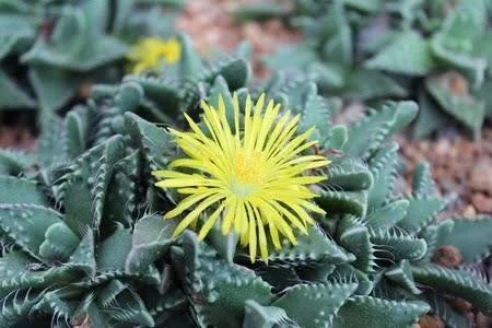 Faucaria Tigrina aka "Tiger Jaw"