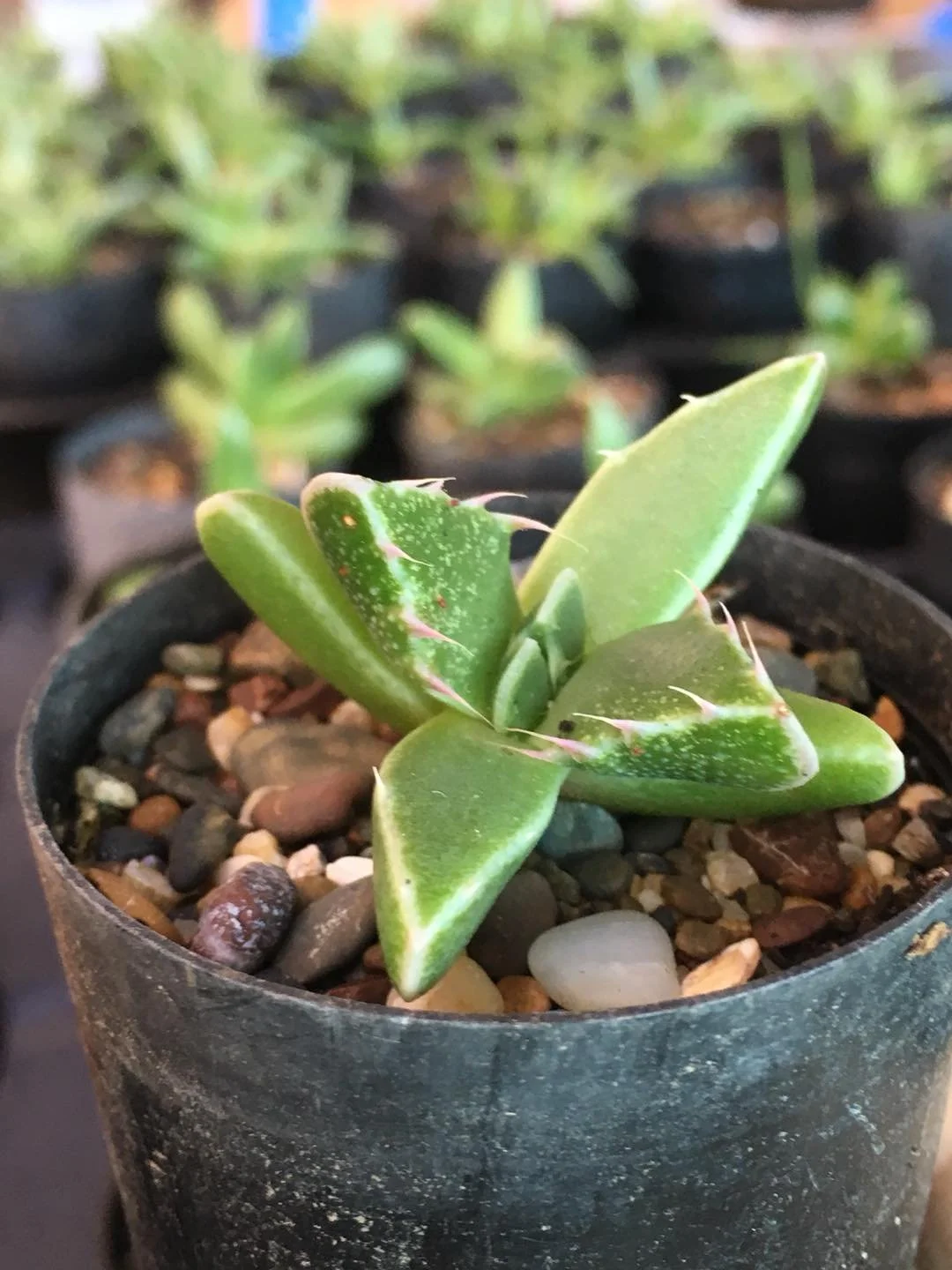 Faucaria Tigrina aka "Tiger Jaw"