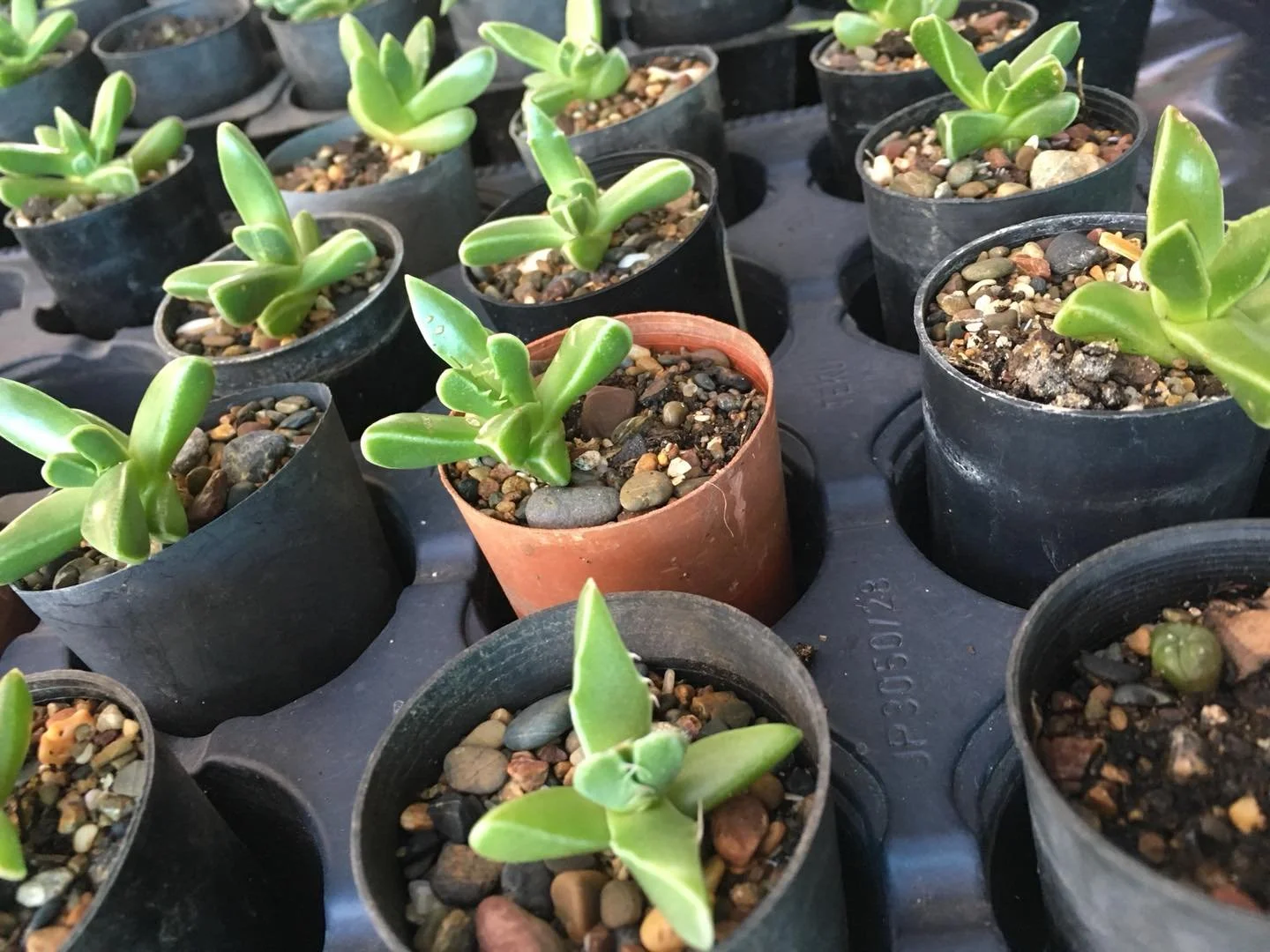 Faucaria Tigrina aka "Tiger Jaw"