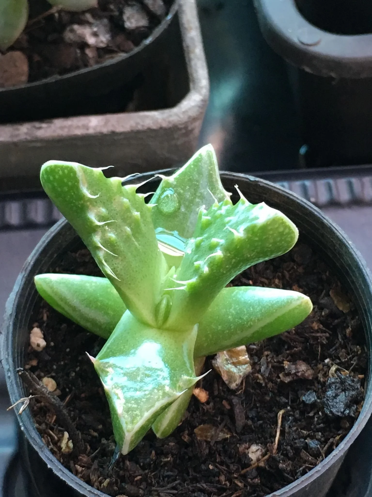 Faucaria Tigrina aka "Tiger Jaw"
