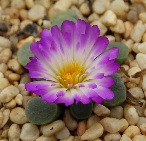 Frithia Pulchra - Baby Toes with Purple Flower