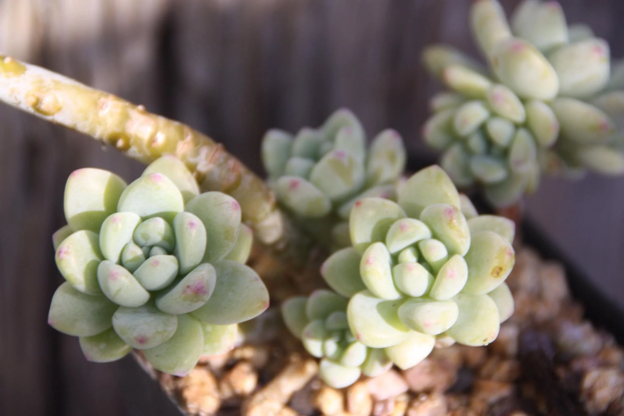 Sedum Clavatum 凝脂莲