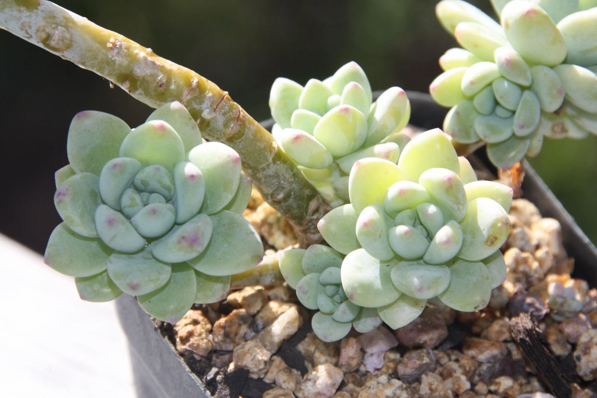 Sedum Clavatum 凝脂莲